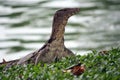 Monitor lizard