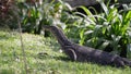 A monitor lizard lying on the grass of a lake