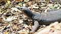 Monitor Lizard moves in the jungle . Philippines. Royalty Free Stock Photo