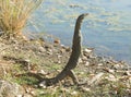 Monitor lizard near Karumba, Queensland,