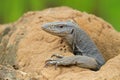 Monitor lizard near a small river, Varanus bengalensis, Sri Lanka, Asia Royalty Free Stock Photo