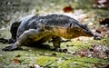 Monitor Lizard Royalty Free Stock Photo