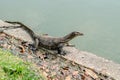 Monitor Lizard