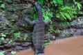 Monitor Lizard in pond Royalty Free Stock Photo