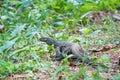 Monitor Lizard on a rainy day Royalty Free Stock Photo