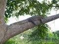 Monitor lizard resting on a big branch of a tree at a botanical garden in Thailand. Royalty Free Stock Photo
