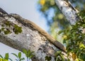 Kinabatangan river, Sabah, Borneo- JANUAR 2019: Monitor lizard resting on a tree branch Royalty Free Stock Photo