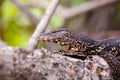 Monitor lizard resting on a tree branch Royalty Free Stock Photo