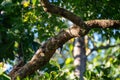 Monitor lizard resting on a tree branch surrounded by green foliage Royalty Free Stock Photo