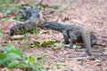 Monitor Lizard running in forest floor Royalty Free Stock Photo