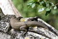 Monitor lizard in savanah in Sri lanka island