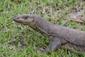 Monitor lizard in savanah in Sri lanka island