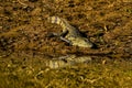 Monitor lizard in savanah in Sri lanka island