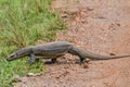 Monitor lizard in savanah in Sri lanka island