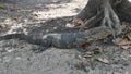 monitor lizard in a shade of a tree Royalty Free Stock Photo