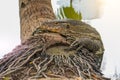 Monitor lizard on the shore climbed out of the pond onto the roots of a palm tree city park in Thailand Royalty Free Stock Photo