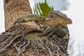 Monitor lizard on the shore climbed out of the pond onto the roots of a palm tree city park in Thailand. Royalty Free Stock Photo