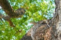 Monitor lizard on the shore climbed out of the pond onto tree city park. Royalty Free Stock Photo