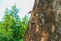 Monitor lizard on the shore climbed out of the pond onto tree city park. Royalty Free Stock Photo