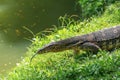 Monitor lizard on the shore of a pond in a city park in Thailand Royalty Free Stock Photo