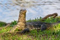 Monitor lizard on the shore of a pond in a city park in Thailand Royalty Free Stock Photo