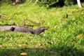 Monitor Lizard in Sri Lanka