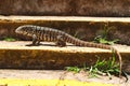 Monitor lizard on stairs looking for camera Royalty Free Stock Photo