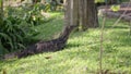 A monitor lizard sticks out its tongue as it lies on the grass