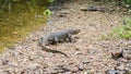 Monitor Lizard in Sumatra, Indonesia Royalty Free Stock Photo