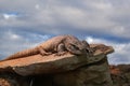 Monitor Lizard Suns on Rock Royalty Free Stock Photo