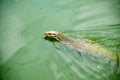 Monitor lizard swimming in green water