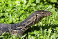 Monitor lizard, Thailand. Royalty Free Stock Photo