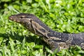 Monitor lizard, Thailand. Royalty Free Stock Photo