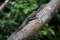 Monitor lizard on the tree branch
