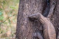 Monitor Lizard on a tree closeup Royalty Free Stock Photo