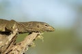 Monitor Lizard in a Tree.