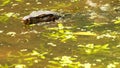 Monitor Lizard under Water at Rain Forest Royalty Free Stock Photo