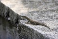Monitor Lizard, Varanus albigularis, Odisha Royalty Free Stock Photo
