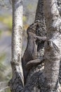 Monitor lizard: Varanus bengalensis basking in sunlight on a tree in an Indian Forest Royalty Free Stock Photo