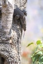 Monitor lizard: Varanus bengalensis basking in sunlight on a tree in an Indian Forest Royalty Free Stock Photo