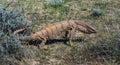 Monitor Lizard (Varanus griseus) appeared after hibernation in the Kyzyl Kum desert Royalty Free Stock Photo