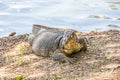 Monitor lizard varanus, Lumpini park, Royalty Free Stock Photo