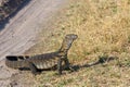 Monitor Lizard, Varanus niloticus on savanna