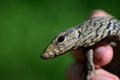 Monitor Lizard - Varanus salvador - Thailand Reptiles Royalty Free Stock Photo