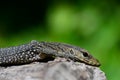 Monitor Lizard - Varanus salvador - Thailand Reptiles Royalty Free Stock Photo