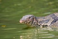 Monitor lizard Varanus salvator live in Lumpini park Royalty Free Stock Photo