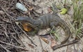 Monitor lizard (Varanus salvator)