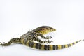Monitor lizard Varanus salvator on a white background Royalty Free Stock Photo