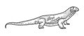 Monitor lizard Varanus sketch vector illustration