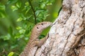 Monitor lizard Varanus on the tree in Anuradhapura, Sri Lanka Royalty Free Stock Photo